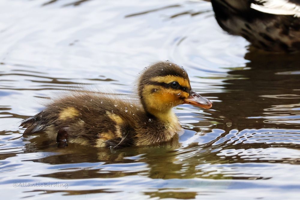 A young Mallard duckling in side profile