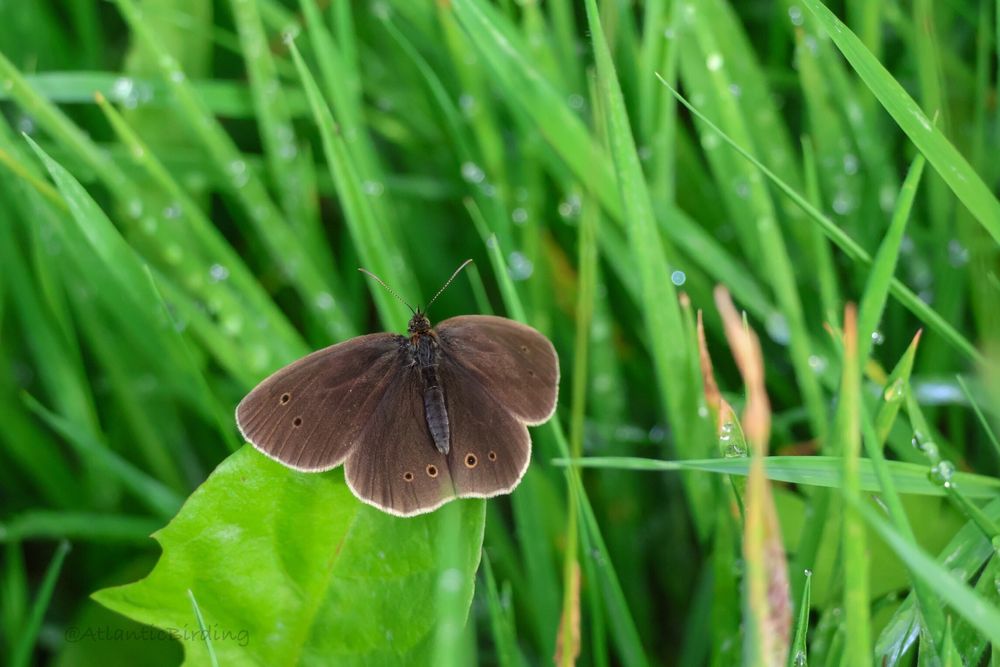 A Ringlet Butterfly perched on the end of a Dandelion leaf, the background is of, out of focus, wet grass