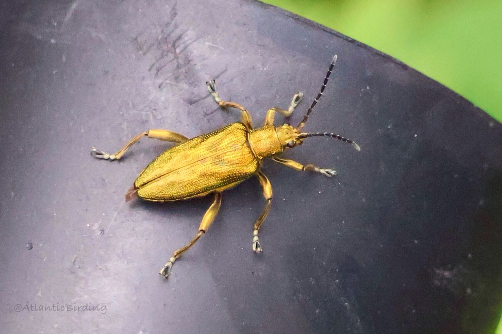 A metallic green Two-tone Reed Beetle (Donacia bicolora) with a black background