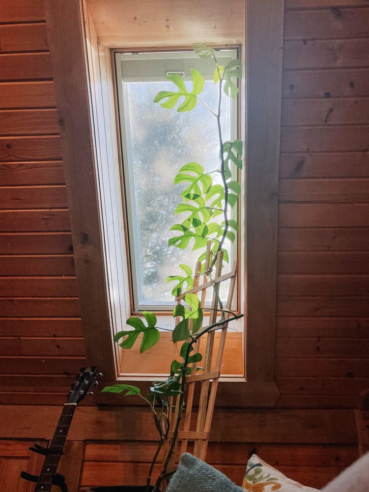 A monstera plant climbs a wooden trellis into a cabin’s window.