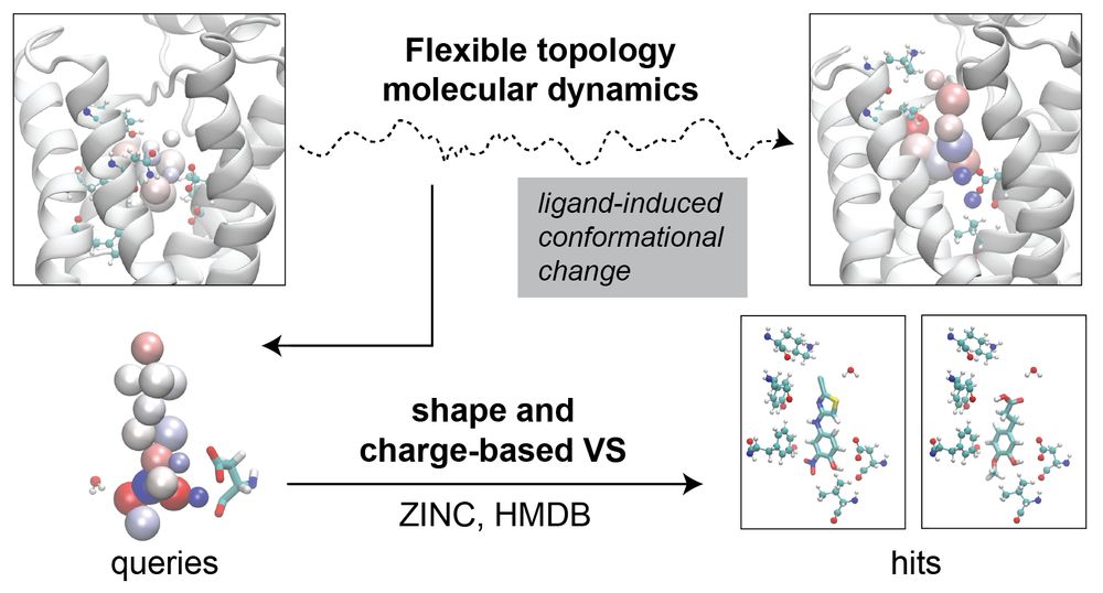 Flexible topology molecular dynamics uses a set of particles with dynamic charges and sizes to model many ligands in a binding pocket over the course of an MD simulation.  This helps consistently model ligand-induced conformational changes in the binding pocket during screening.  Individual frames from these simulations can be used as queries to perform virtual screening on databases such as ZINC or HMDB.