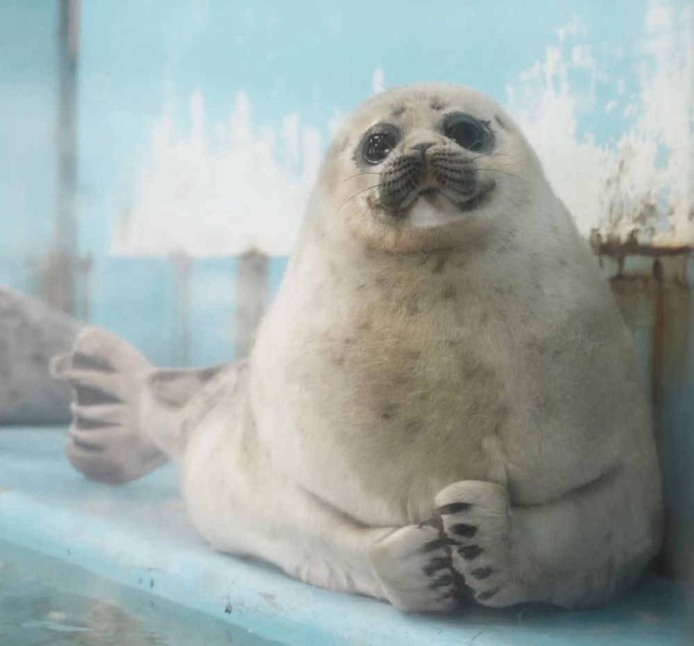 happy seal :3