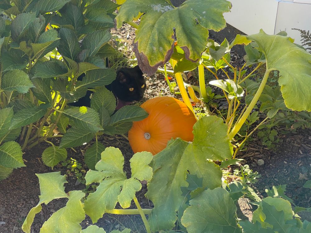 Marv the house panther sits in the garden next to a pumpkin. The orange and black make a striking appearance. “It’s that time of year,” he says. 