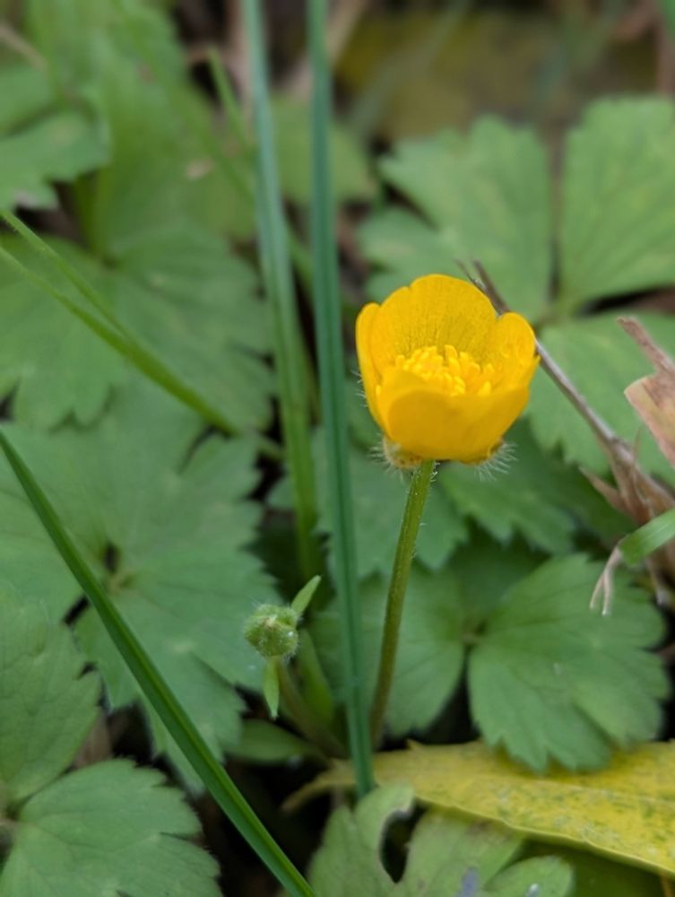Creeping Buttercup