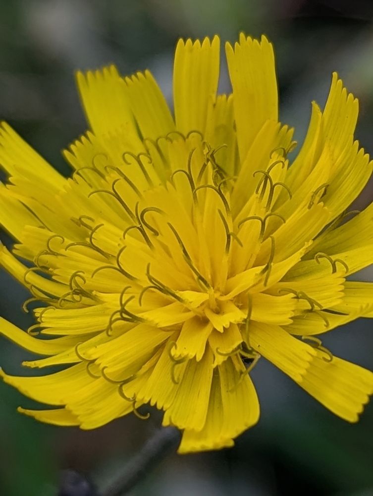 Flower head with dark styles (and stigmas)
