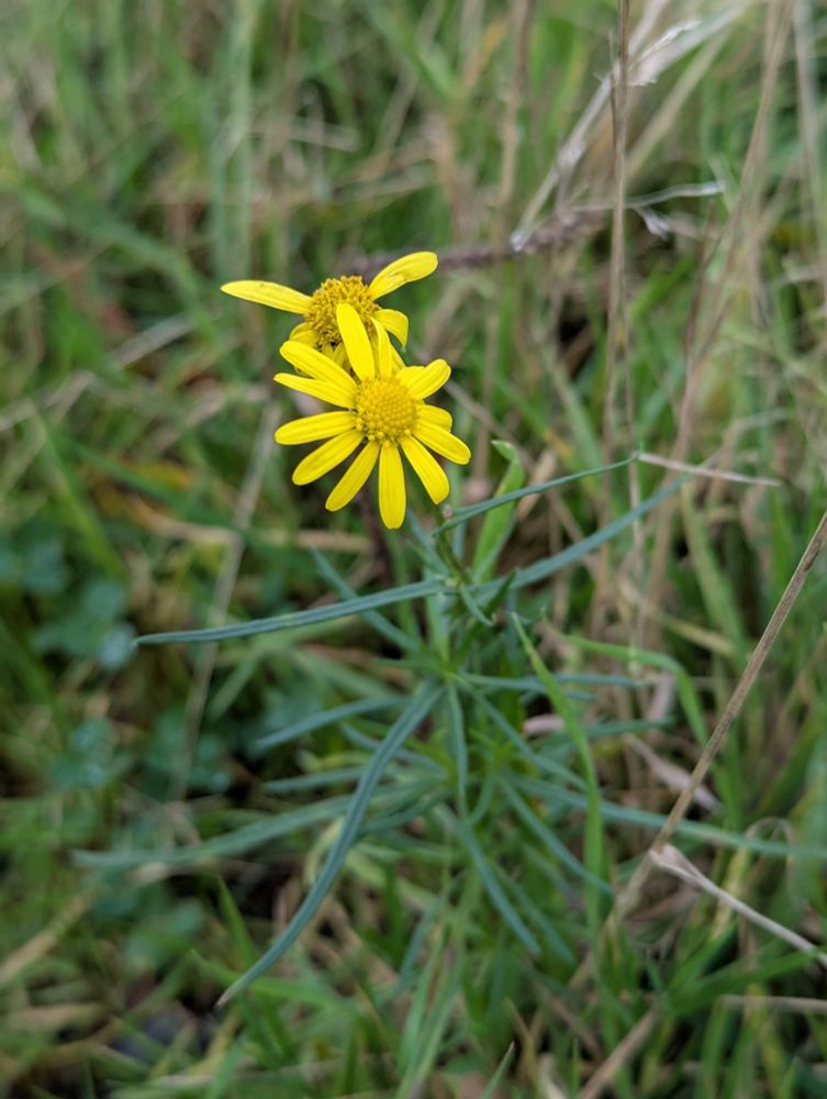 Slender-leaved Ragwort