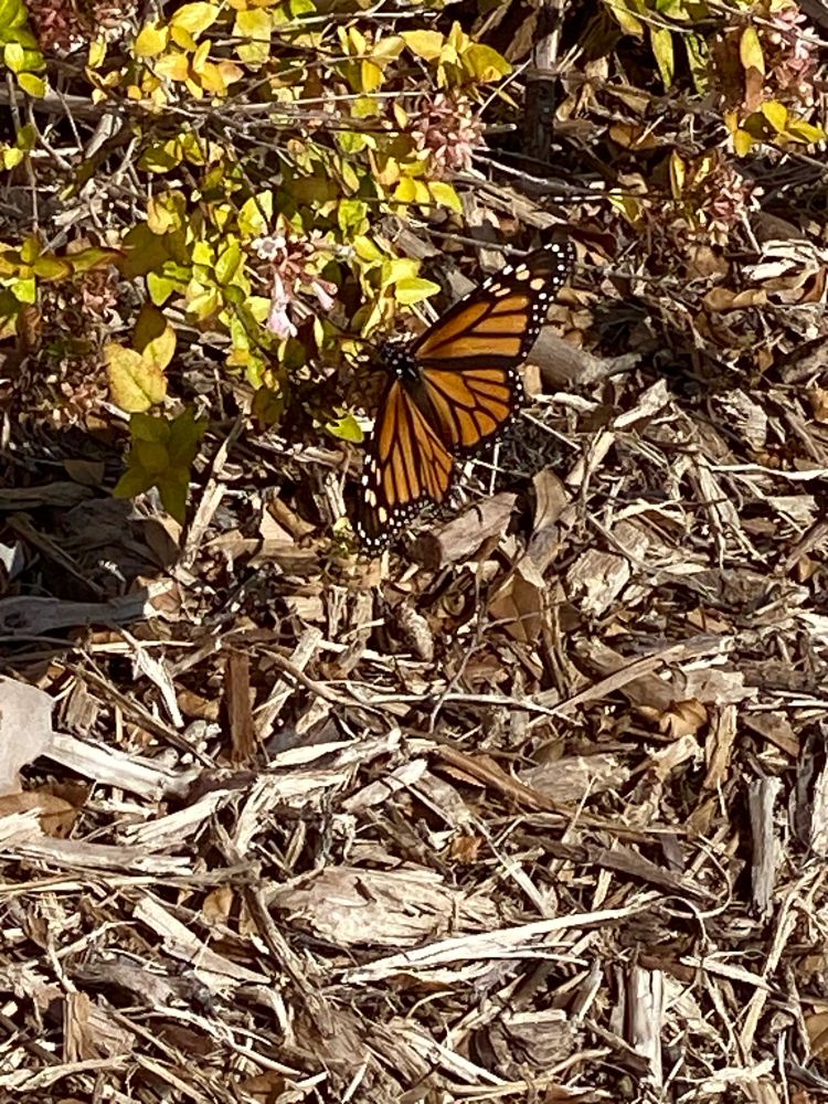 Monarch butterfly on a pink jasmine bush with a background of beige mulch.