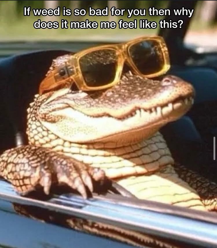 Oui’d meme with a crocodile in a card wearing sunglasses, looking quite fly