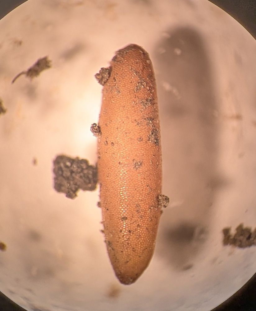 Tan-brown ovate insect structure with more or less regular geometric patterning to its cuticle 