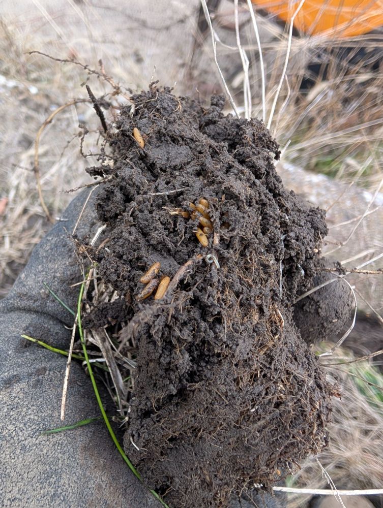 Many of the structures described in the second photo in a chunk of soil.