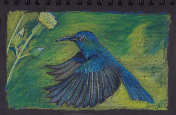 A pencil drawing of a blue hummingbird, flying next to some dandelions