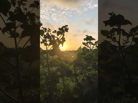 Mindfulness Monday #kaciescorner #hedgewitch #sunrisemeditations #deepbreaths