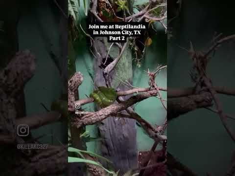 Join me at Reptilandia (part 2) #kaciescorner #hedgewitch #snake #travelvlog #txhillcountry #reptile