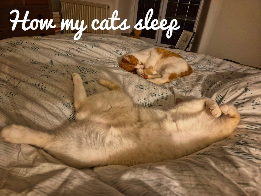 Two cats asleep on a bed, one spawned out on this back, the other curled up.