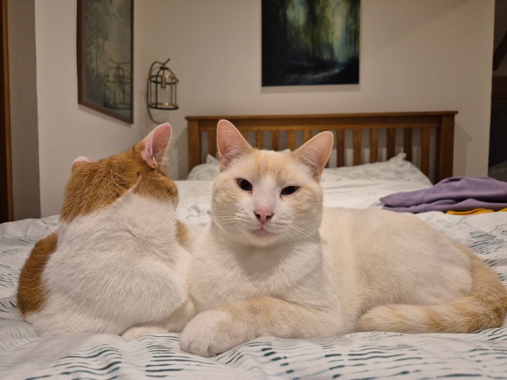 A ginger and white cat and a white cat curled up together.