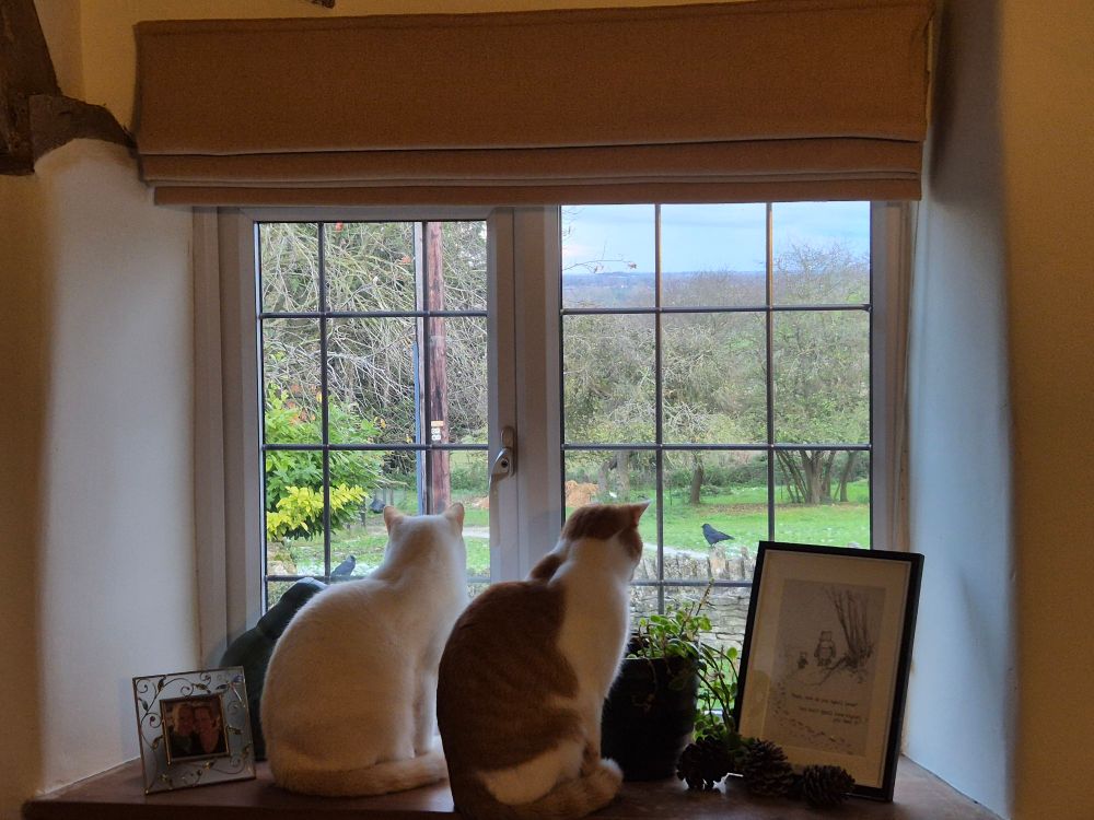 A white cat and a ginger-and-white cat sitting looking out of a window.