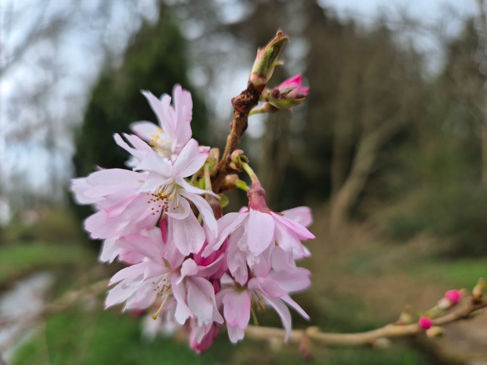 Pink blossom on tree
