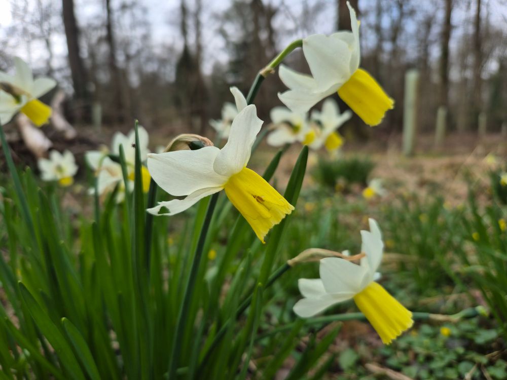Narcissus