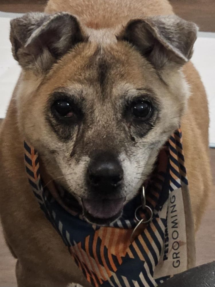 Tricolor senior dog with folded over ears, wearing a blue and orange bandana. 
