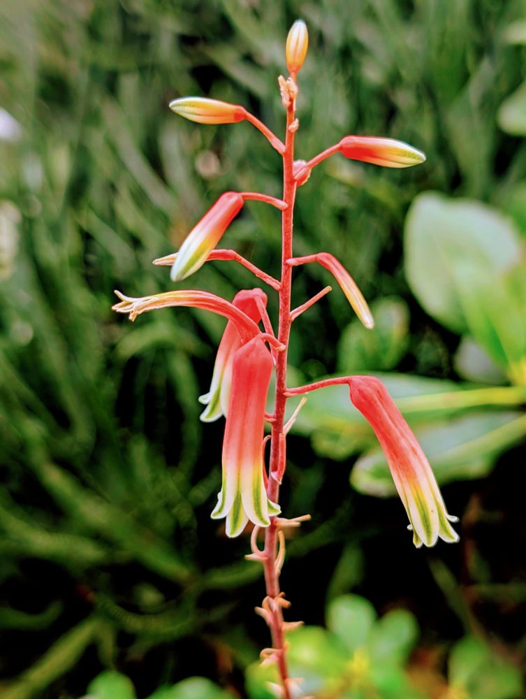 Die Blüten einer Löwenherz Pflanze in rot mit grün-gelben Blütenspitzen