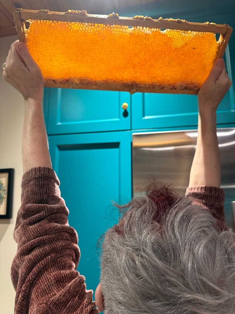 A woman holding a frame of capped honey up to the light. 