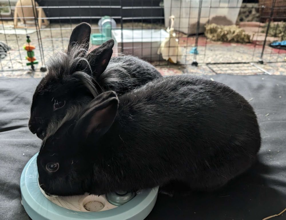 Kagelfe(back) and Tamashii(front) lionhead mix black rabbits.