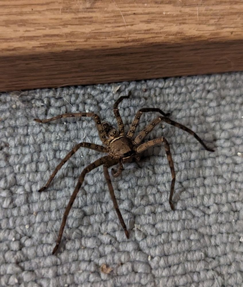 En jättekrabbspindel av någon form på en matta på golvet i vårt vardagsrum i Taipei