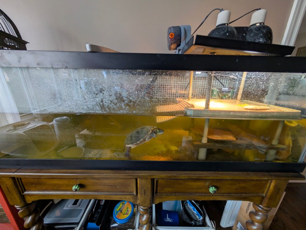Low brown green water, broken basking platform and dirty glass for a single turtle. Filters out of view but barely working if working at all.