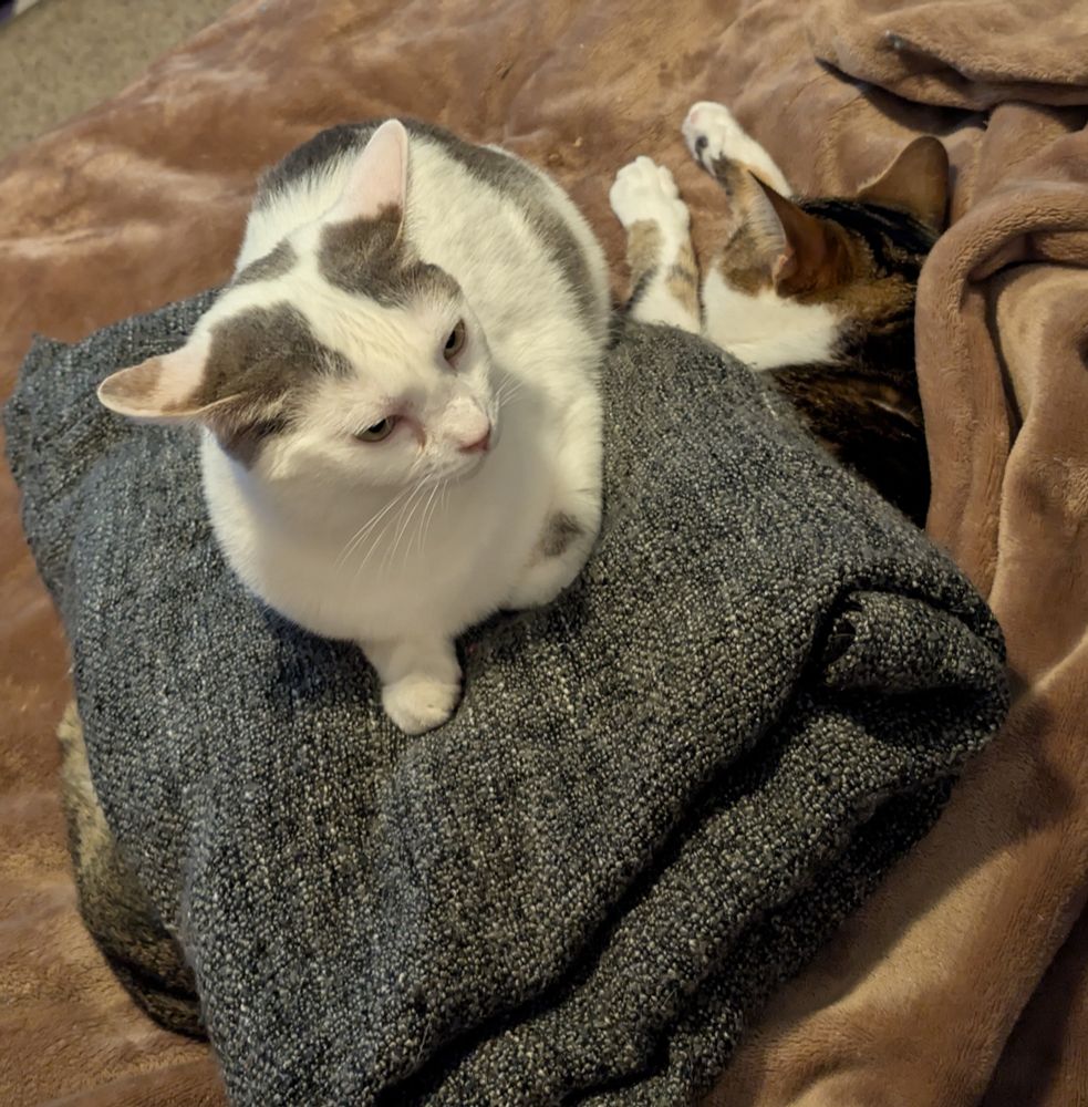 White cat laying down on a blanket that's on top of another cat.