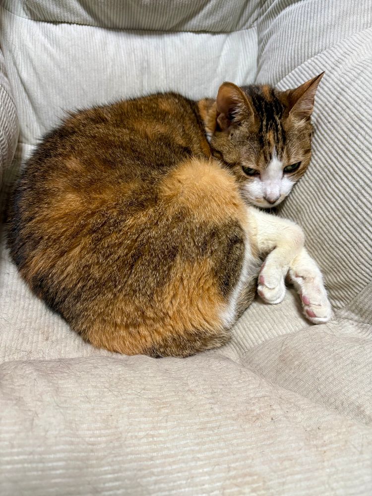 Lilli the cat curled up on my bean chair