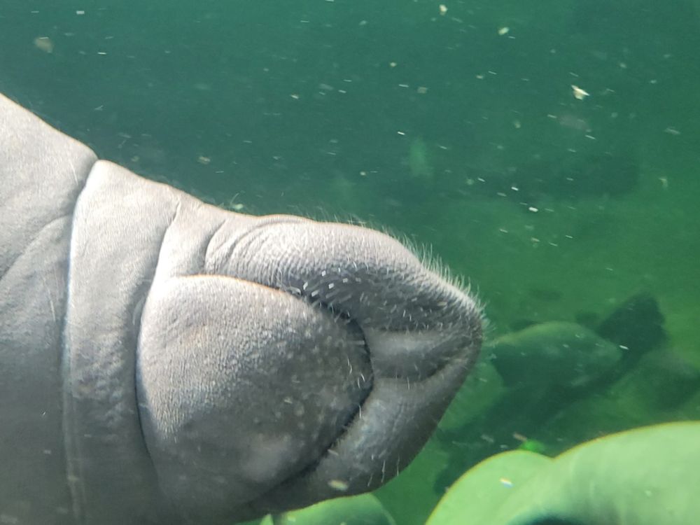 Seekuh schwimmt in Seitenlänge vor das Aquariumfenster, die Bauchseite zum Betrachter, Bildausschnitt Kopf und vorderer Brustbereich