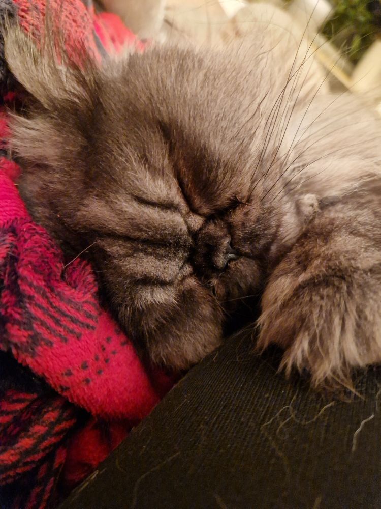 Gesicht eines schlafenden grauen Persers, Kopf seitlich gelegt