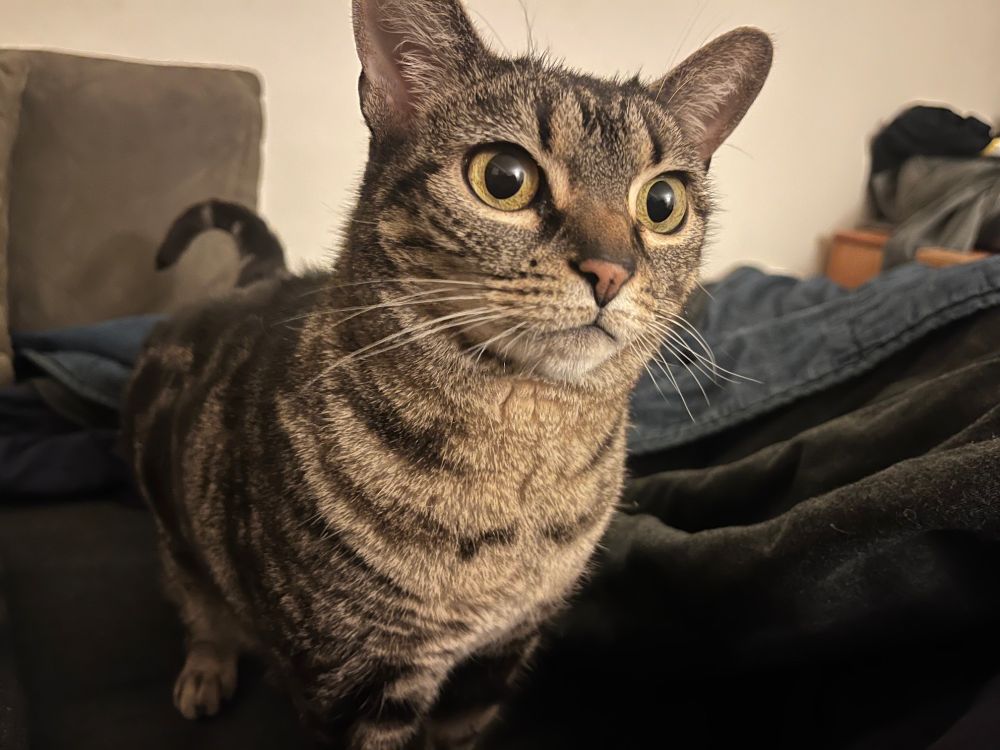it's ellie the very furtive cat.