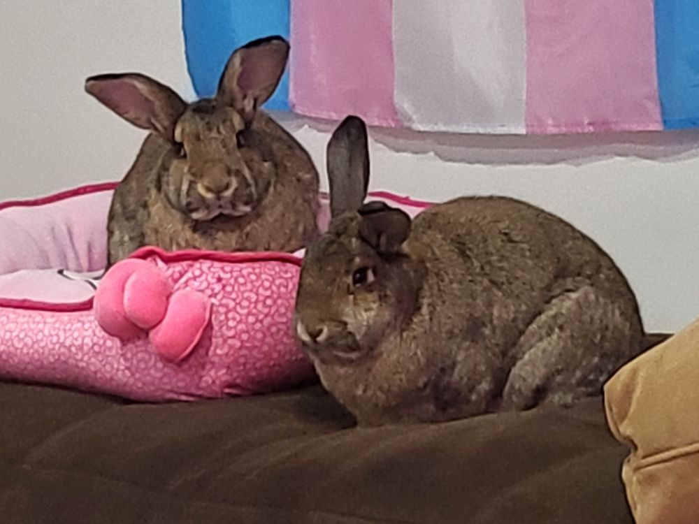 Two round rabbits sitting on a couch