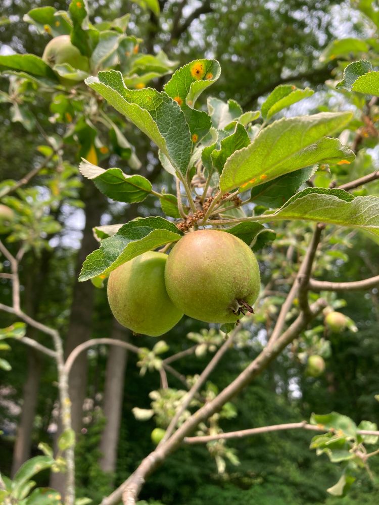 Two not quite ripe apples hanging from a branch of an apple tree. 