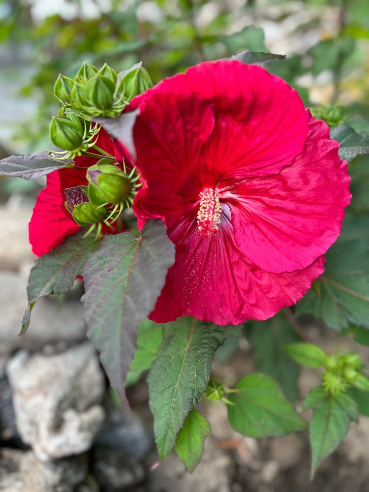 A large hibiscus flower in bloom alongside several buds that have yet to open. 