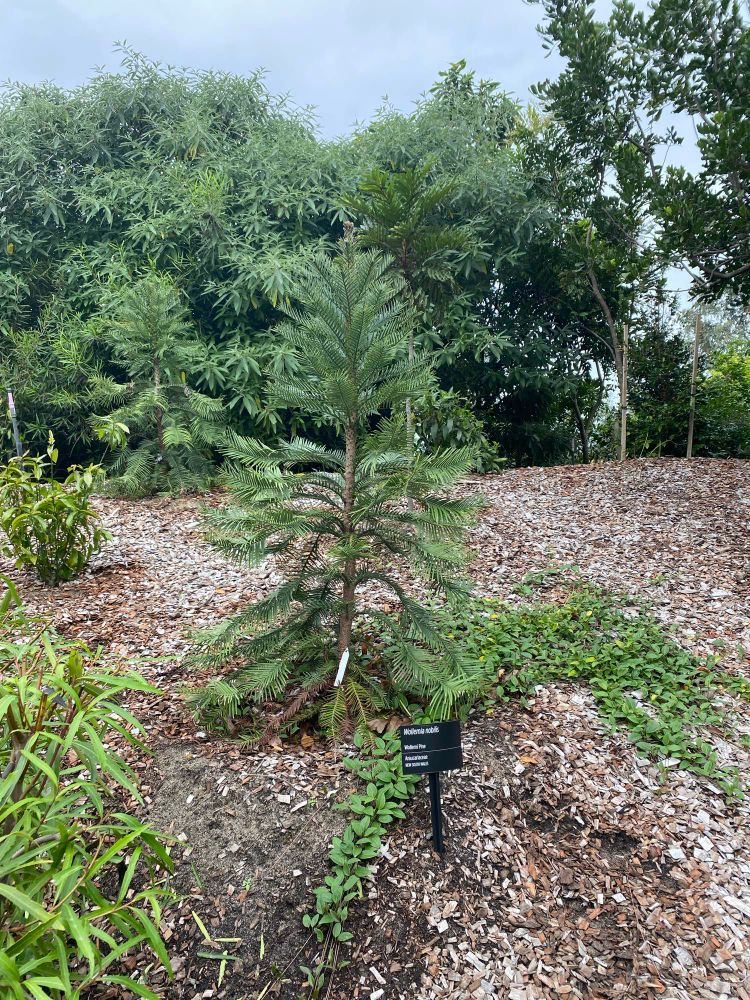 A Wollemi pine sapling, a black plaque gives the species name. More trees and grey skies behind. 
