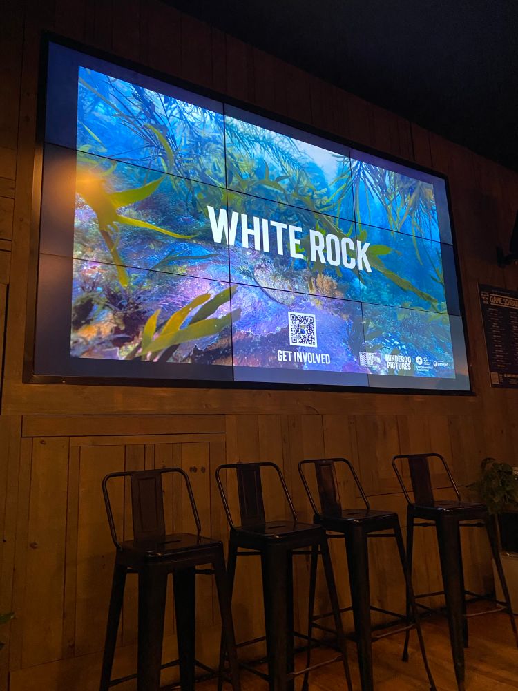 A screen showing an underwater picture from the Great Southern Reef with kelp, coralline algae and an abalone. The title White Rock is centered over the picture, and there is a QR code at the bottom of the screen that says GET INVOLVED. Below the screen there are four bar stools set up for the panel after the screening. 