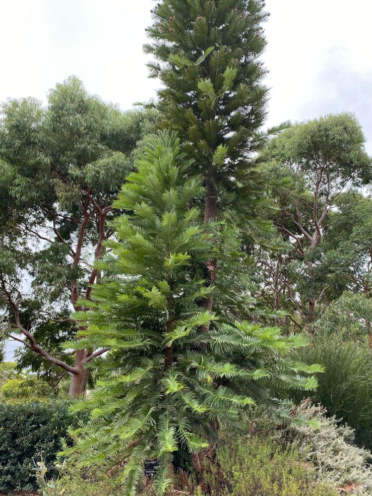 A prehistoric pine tree with fluffy flat needles extending along each branch in an “X” shape when viewed from the end of the branch. Mostly light green in color, surrounded by other vegetation including a much larger Wollemi pine right behind it!