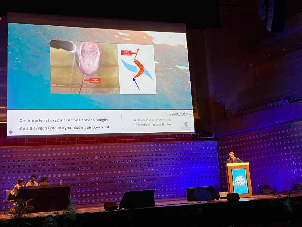 A scientist on a big stage showing his title slide featuring a rainbow trout with a cannula through its nostril and a diagram of water passing over the gills 