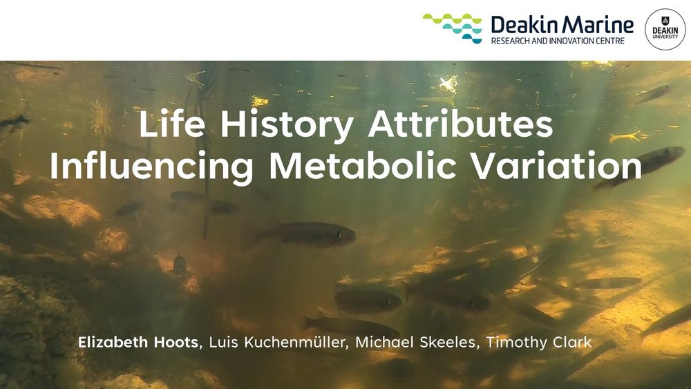 My title slide with fish in the background. Text reads: Life History Attributes Influencing Metabolic Variation
Authors: Elizabeth Hoots, Luis Kuchenmüller, Michael Skeeles, Timothy Clark