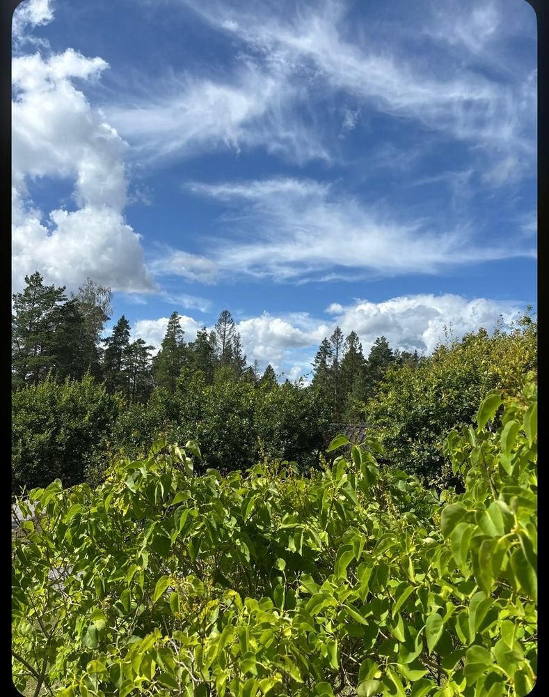 Late summer greenery with a blue sky and white summer clouds