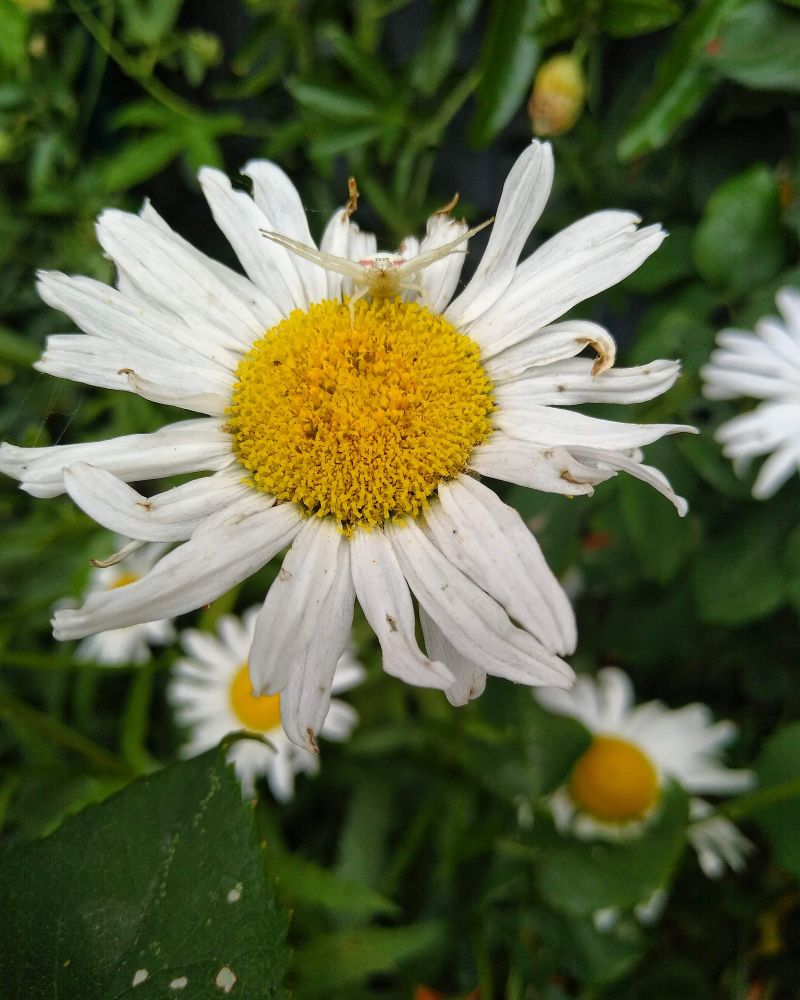 White daisy with a camouflaged crab spider holding its legs straight out