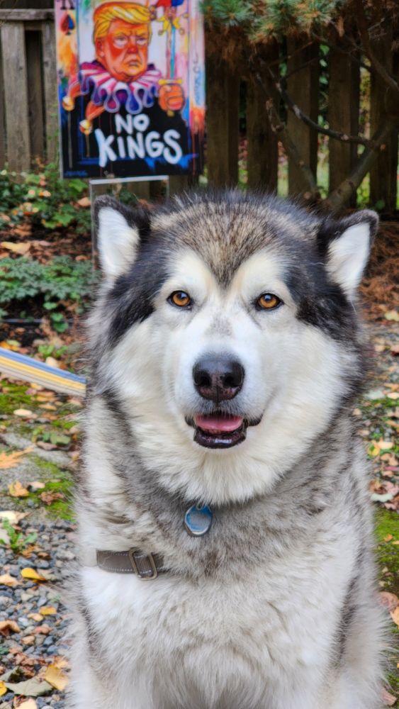 Malamute sitting in front of a bush and a colorful sign