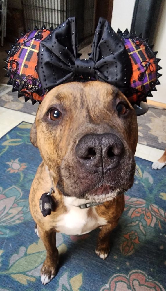 Brindle pit mix wearing a pair of orange, purple and black plaid and spiked with a black bow custom mickey mouse ears, sitting on a blue floral rug.