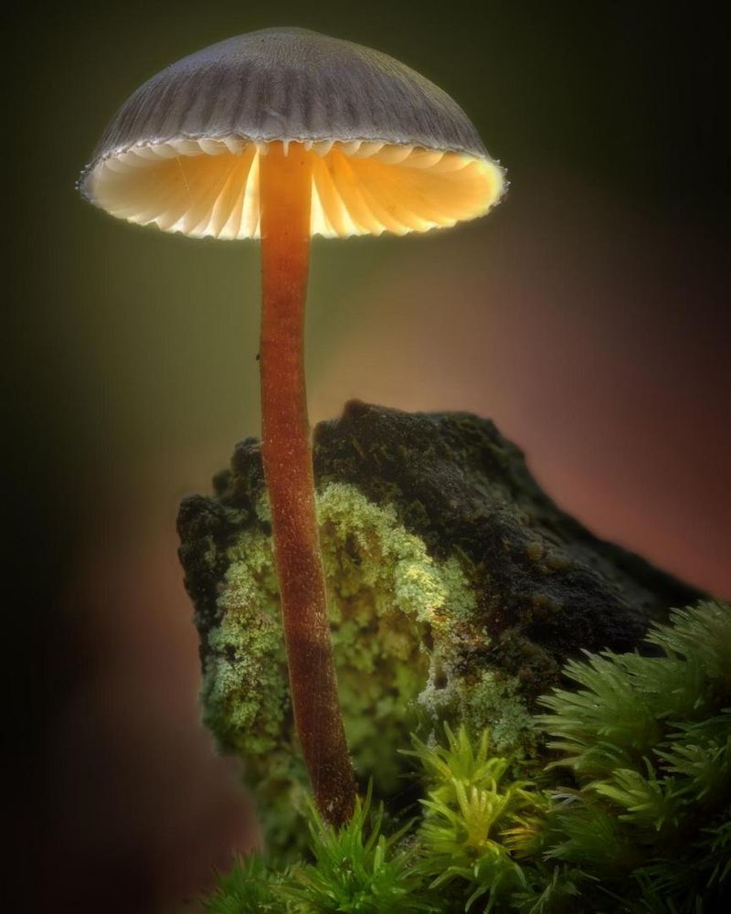 Fotografi Hutan Menakjubkan: Álvaro Ramas Rivas dan Keajaiban Lensa Irix 150mm.