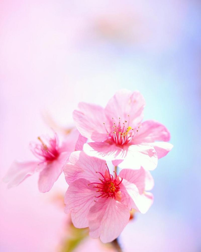 Menangkap Keindahan Eterial Bunga Sakura dengan Lensa Macro Irix 150mm f/2.8.