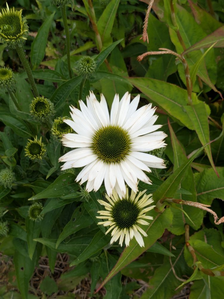 White echinacia