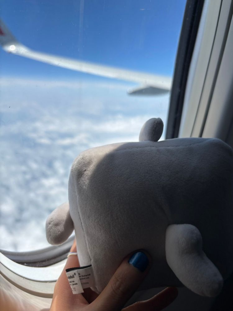small shark plushie looking out the aiplane window :)