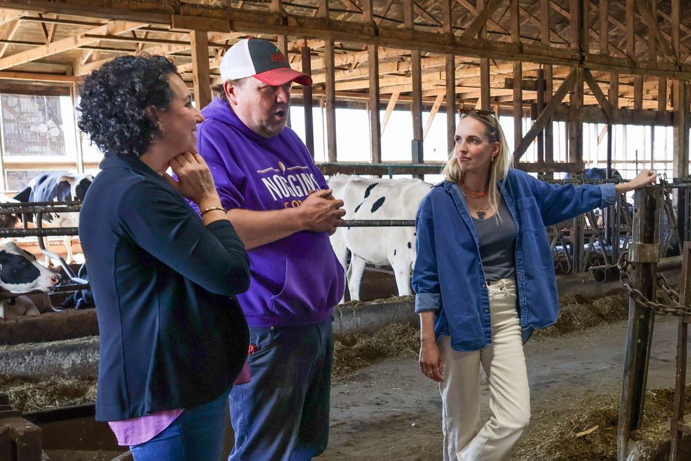 Claudia Chender stands talking with farmer Josh Oulton and MLA Krista Gallagher inside a barn with dairy cows in the background. Sunlight filters through the wooden beams of the barn.
